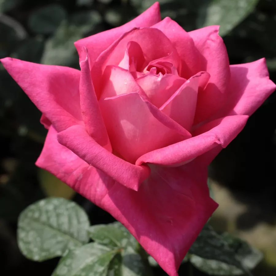 Trandafir cu parfum discret - Trandafiri - Isabel de Ortiz® - Trandafiri online