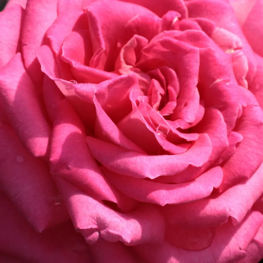 Hybrid Tea - Rosa - Isabel de Ortiz® - Produzione e vendita on line di rose da giardino