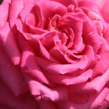 Online rózsa rendelés  - teahibrid rózsa - rózsaszín - diszkrét illatú rózsa - ánizs aromájú - Isabel de Ortiz® - (80-120 cm)