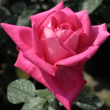 Rosa Isabel de Ortiz® - rosa - Árbol de Rosas Híbrido de Té - rosal de pie alto- forma de corona de tallo recto