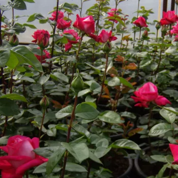 Rosa con bordes blancos plateados - Árbol de Rosas Híbrido de Té - rosal de pie alto- forma de corona de tallo recto