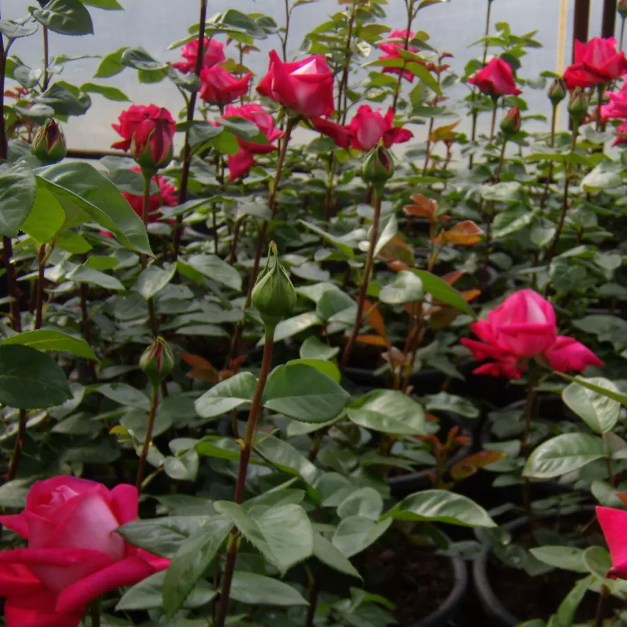 Rosiers hybrides de thé - Rosier - Isabel de Ortiz® - rosier en ligne pépinières