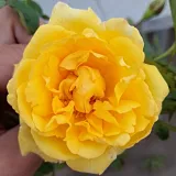 Sárga - virágágyi floribunda rózsa - Online rózsa vásárlás - Rosa Isidora™ - diszkrét illatú rózsa - grapefruit aromájú