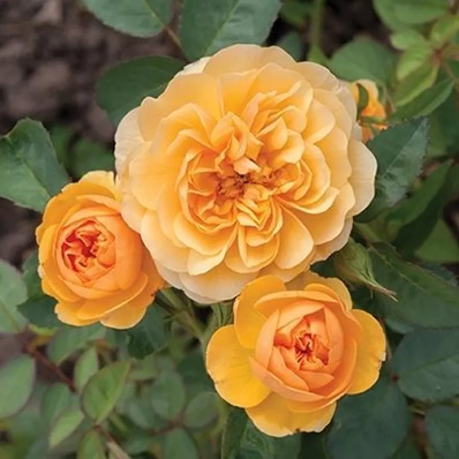 żółty - Róża - Isidora™ - Szkółka Róż Rozaria