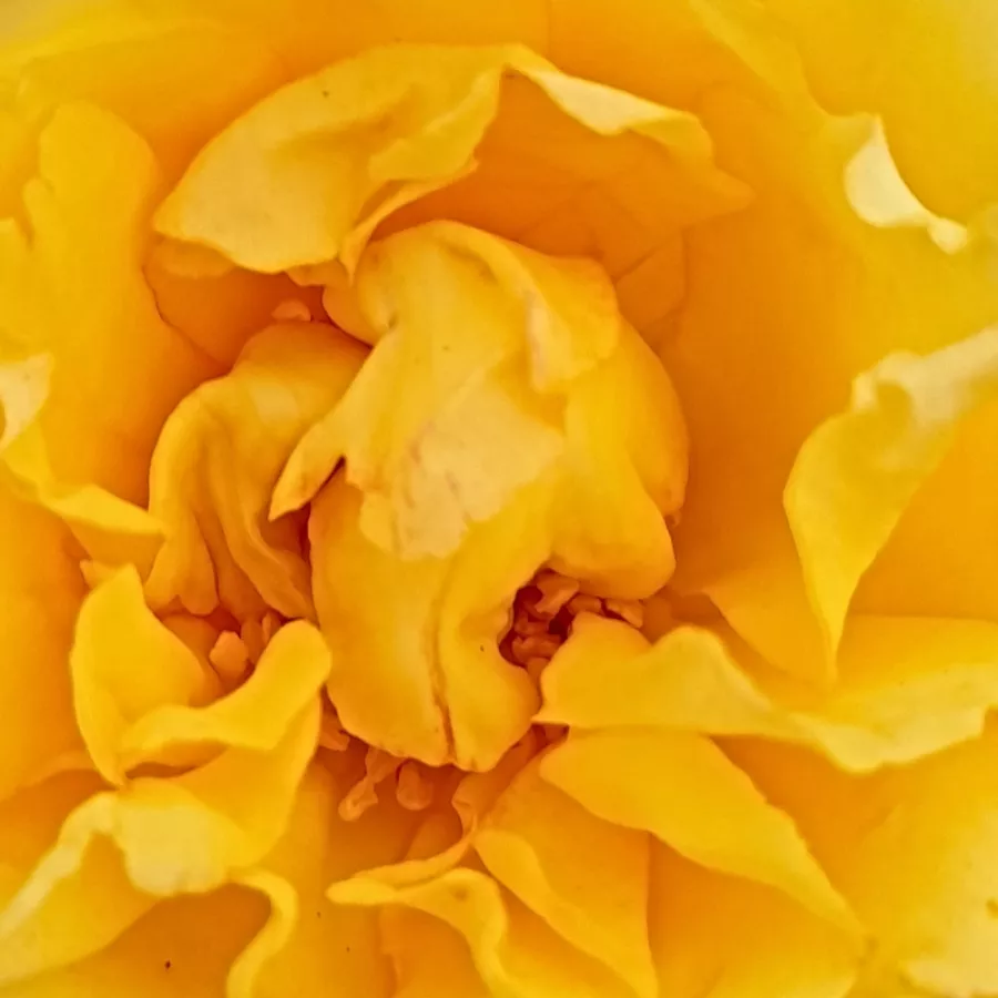 Floribunda, shrub - Rózsa - Isidora™ - Online rózsa rendelés