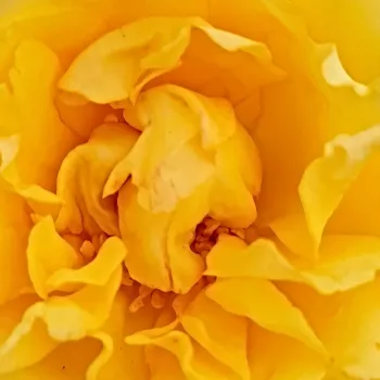 Rosier plantation - Rosiers polyantha - jaune - parfum discret - Isidora™ - (50-70 cm)