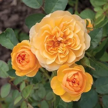 Zlatožltá - záhonová ruža - floribunda   (50-70 cm)