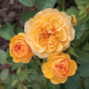 Rosa Isidora™ - galben - trandafir pentru straturi Floribunda