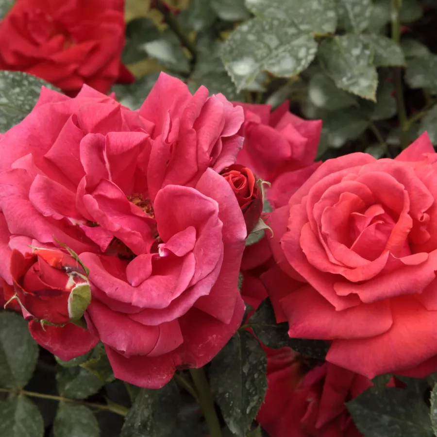 Czerwony - Róża - Iskra™ - Szkółka Róż Rozaria