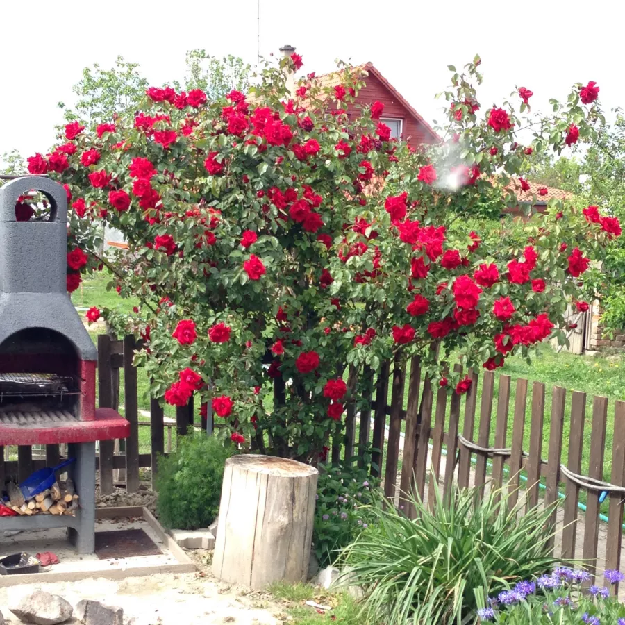 MEIhaiti - Róża - Iskra™ - Szkółka Róż Rozaria