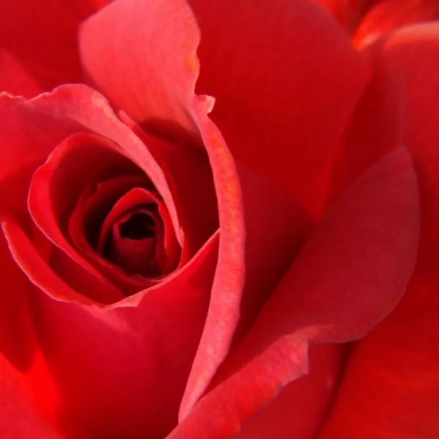 Climber, Hybrid Wichurana, Large-Flowered Climber, Rambler - Rosa - Iskra™ - Comprar rosales online