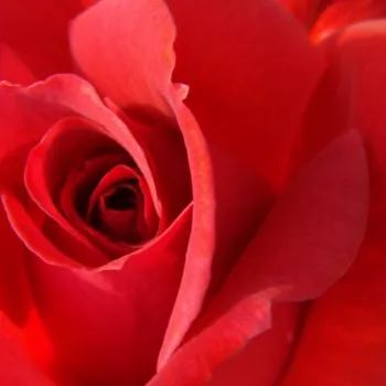 Rosen Shop - kletterrosen - rot - Rosa Iskra™ - duftlos - Meilland International - Hervorragend geeignet an Wänden und für Hochranken an Säulen.
