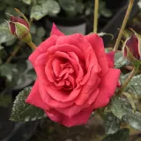 Rosso - rosa ad alberello - Rosa Iskra™ - rosa non profumata