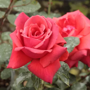 Rosa Iskra™ - bordová - stromkové růže - Stromkové růže, květy kvetou ve skupinkách