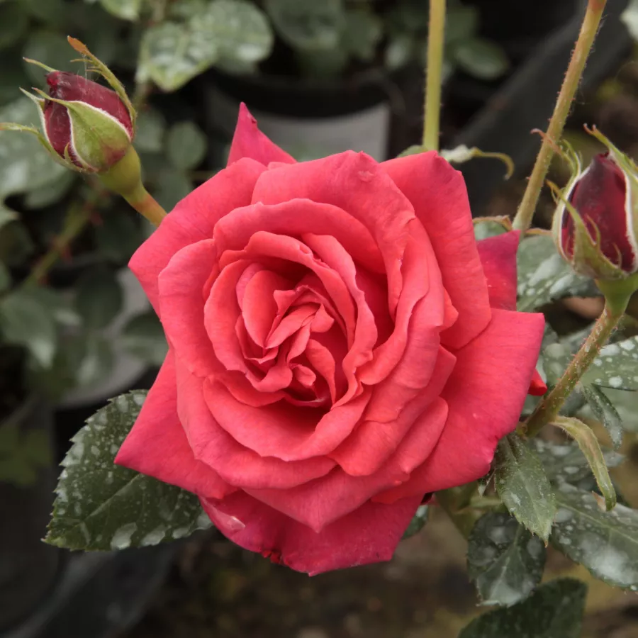 Fără parfum - Trandafiri - Iskra™ - comanda trandafiri online