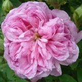 Rózsaszín - történelmi - damaszkuszi rózsa - Online rózsa vásárlás - Rosa Ispahan - intenzív illatú rózsa - alma aromájú