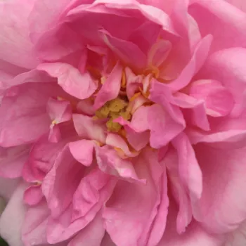 Online rózsa kertészet - rózsaszín - történelmi - damaszkuszi rózsa - Ispahan - intenzív illatú rózsa - alma aromájú - (120-180 cm)