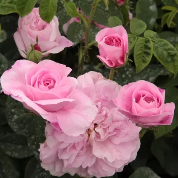 Rosa Ispahan - ružičasta - Damascena ruža