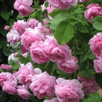 Rózsaszín - történelmi - damaszkuszi rózsa   (120-180 cm)