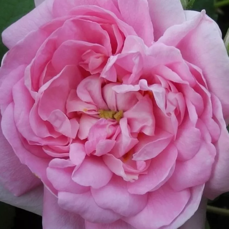 Damask - Rosa - Ispahan - Produzione e vendita on line di rose da giardino