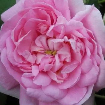 Ružová - školka - eshop  - ruža damascénska - ružová - intenzívna vôňa ruží - aróma jabĺk - Ispahan - (120-180 cm)