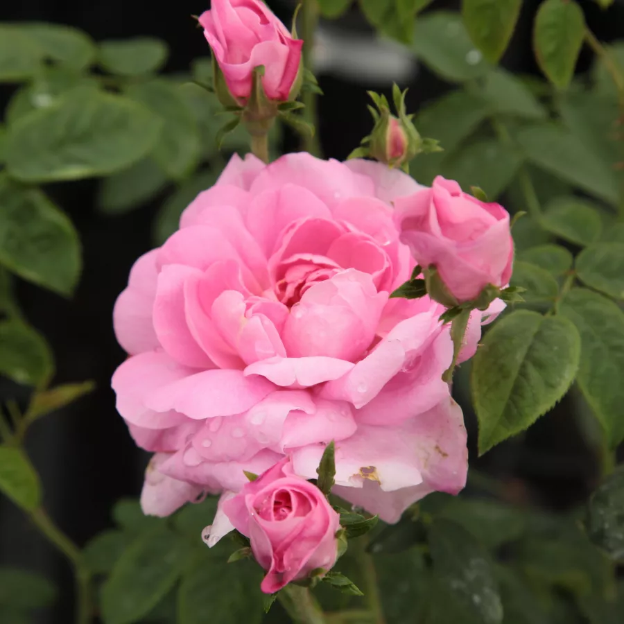 - - Rosa - Ispahan - rosal de pie alto