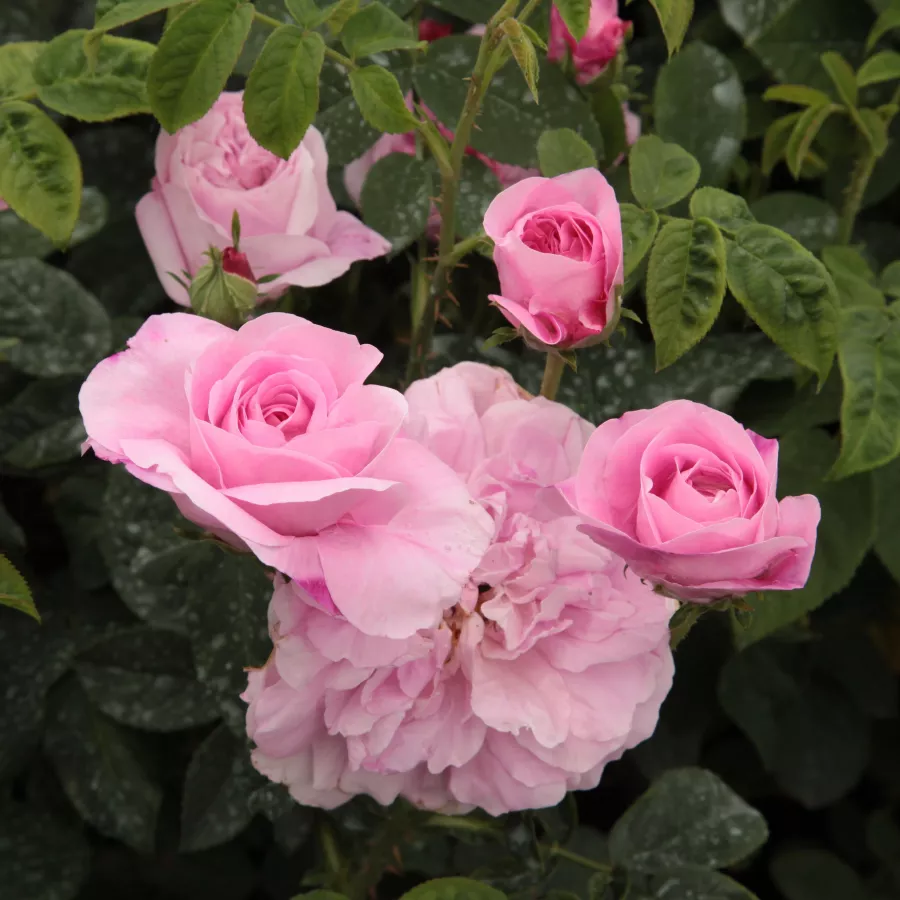 Trandafiri pomisor - Trandafir copac cu trunchi înalt – cu flori mărunți - Trandafiri - Ispahan - 