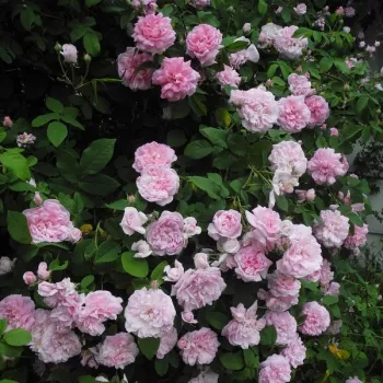 Rózsaszín - történelmi - damaszkuszi rózsa - intenzív illatú rózsa - alma aromájú