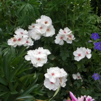 Fehér - virágágyi floribunda rózsa - intenzív illatú rózsa - alma aromájú