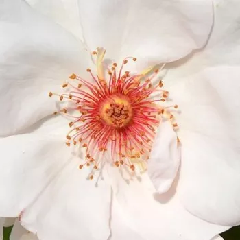 Online rózsa vásárlás - fehér - virágágyi floribunda rózsa - Jacqueline du Pré™ - intenzív illatú rózsa - alma aromájú - (150-180 cm)
