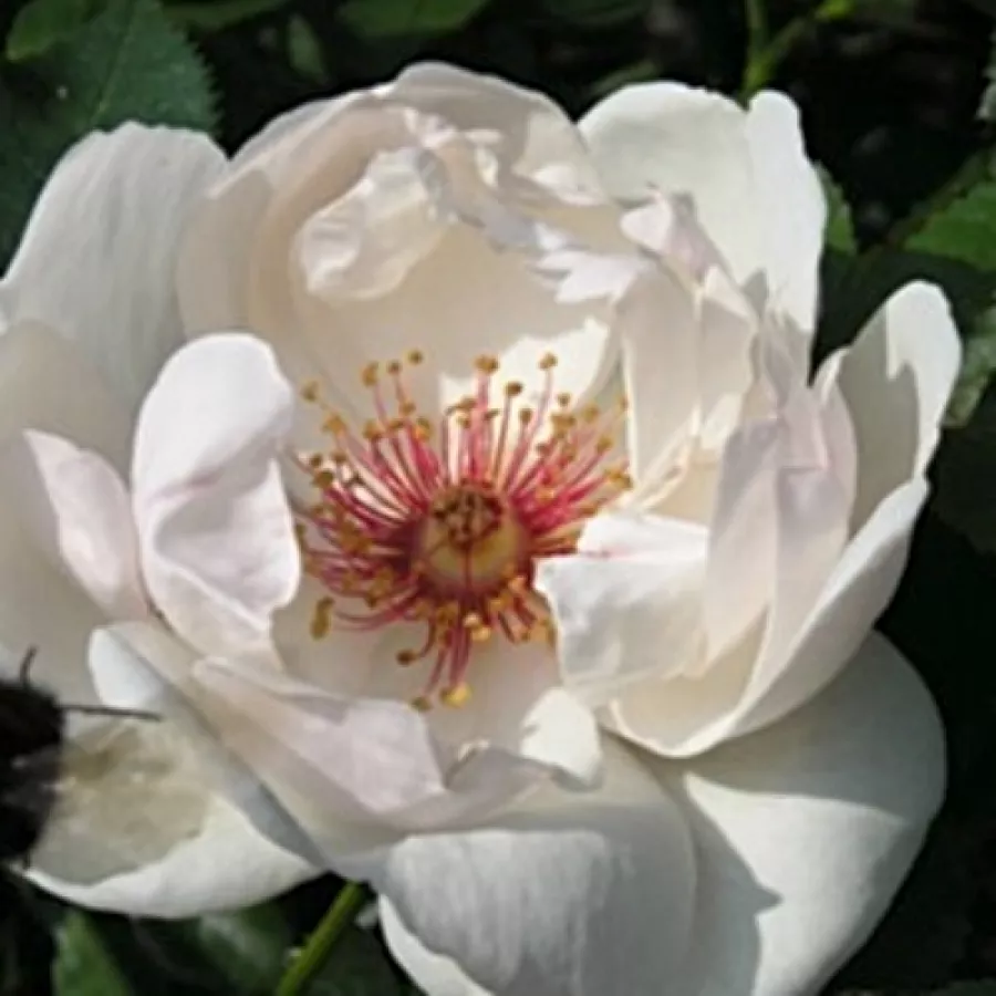 Róże rabatowe grandiflora - floribunda - Róża - Jacqueline du Pré™ - Szkółka Róż Rozaria