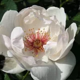 Rosiers polyantha - blanche - parfum intense - Rosa Jacqueline du Pré™ - Rosier achat en ligne