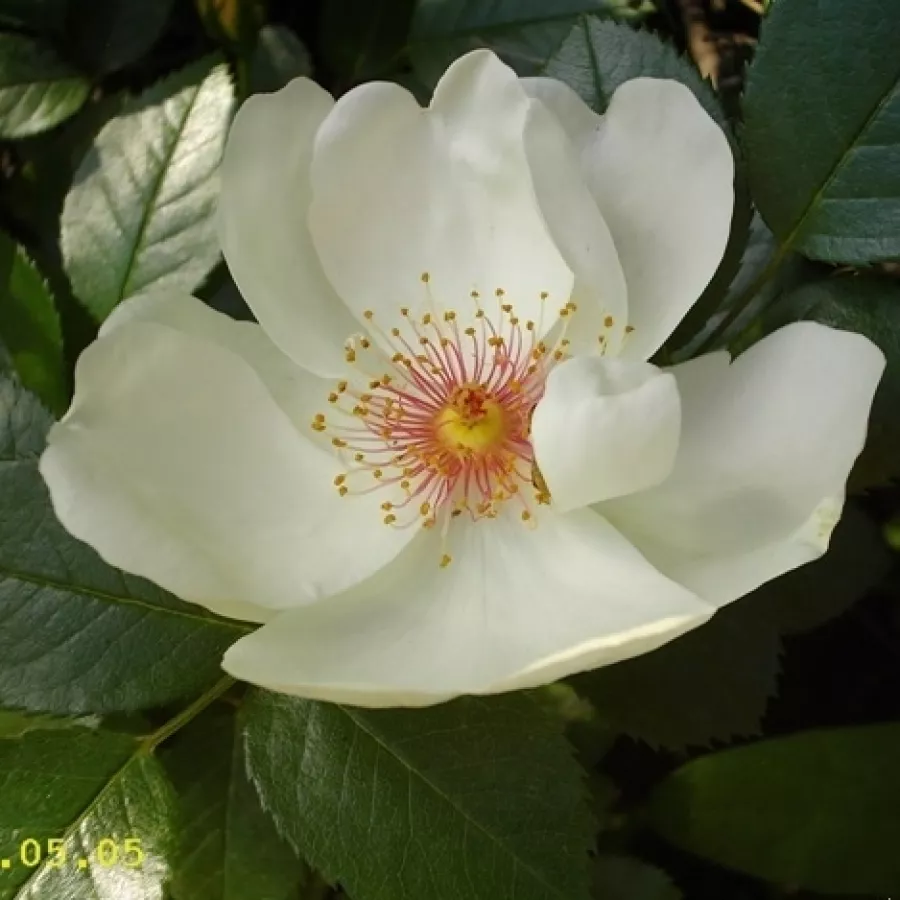 Fehér - Rózsa - Jacqueline du Pré™ - Online rózsa rendelés