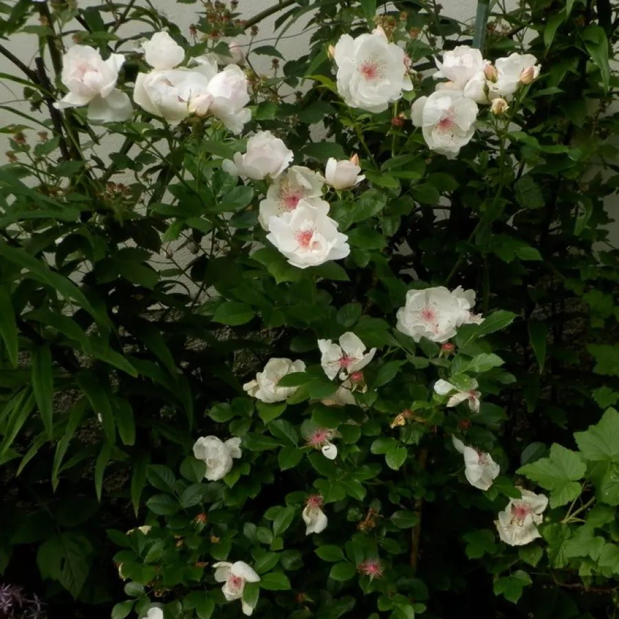 HARwanna - Rosa - Jacqueline du Pré™ - Produzione e vendita on line di rose da giardino