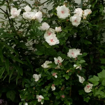 Biały  - róże rabatowe grandiflora - floribunda   (150-180 cm)