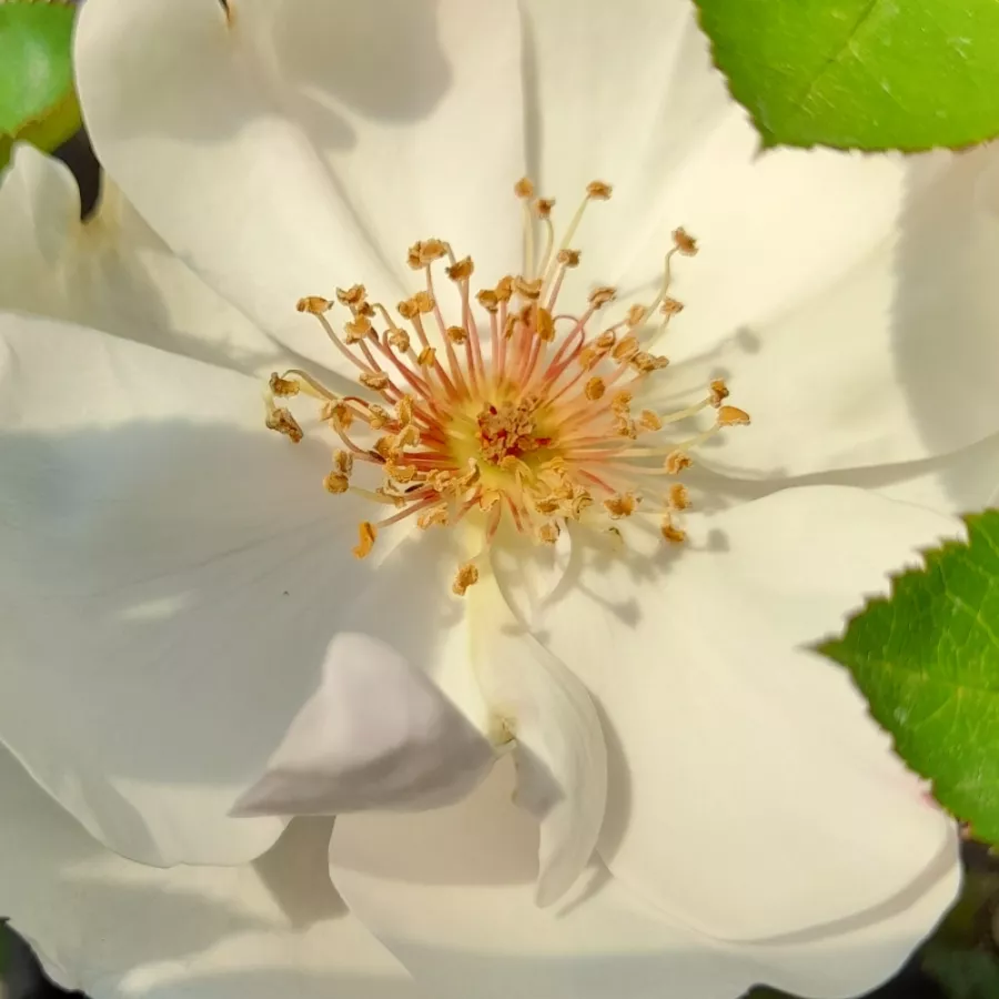 Floribunda, Shrub - Rosa - Jacqueline du Pré™ - Produzione e vendita on line di rose da giardino