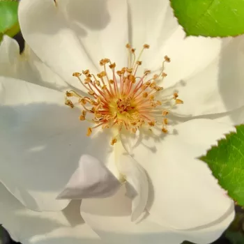Web trgovina ruža - Floribunda ruže - bijela - intenzivan miris ruže - Jacqueline du Pré™ - (150-180 cm)