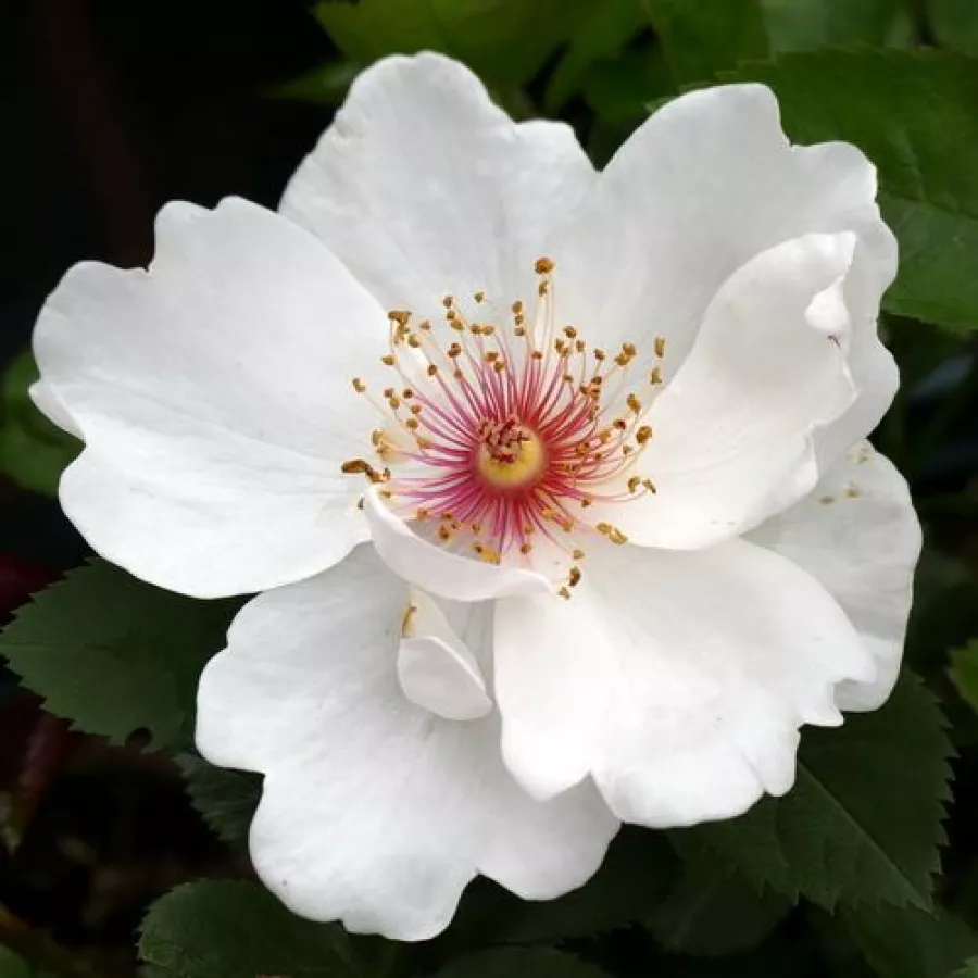 Bijela - Ruža - Jacqueline du Pré™ - 