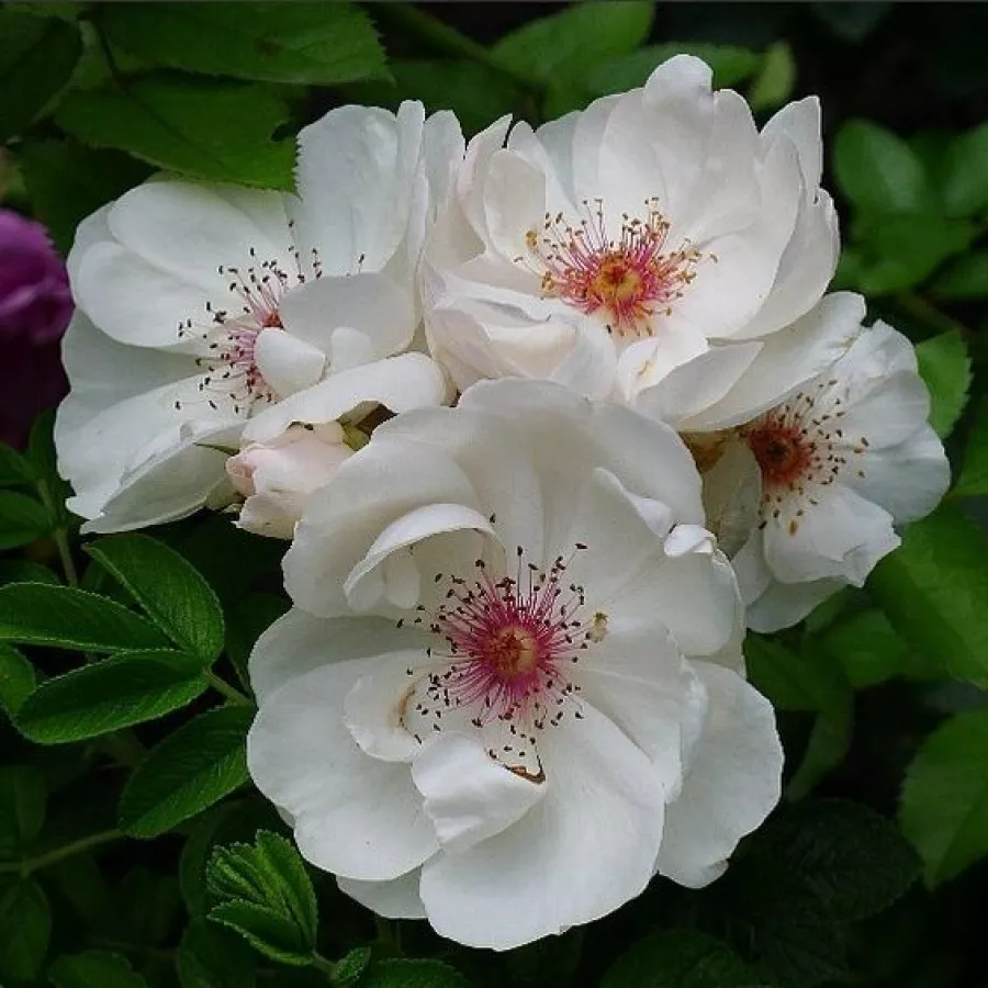 Rose Polyanthe - Rosa - Jacqueline du Pré™ - produzione e vendita on line di rose da giardino