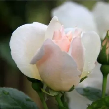 Rosa Jacqueline du Pré - blanche - rosiers floribunda