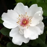 Záhonová ruža - floribunda - biely - Rosa Jacqueline du Pré™ - intenzívna vôňa ruží - aróma jabĺk