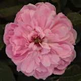 Történelmi - perpetual hibrid rózsa - rózsaszín - intenzív illatú rózsa - ibolya aromájú - Rosa Jacques Cartier - Online rózsa rendelés