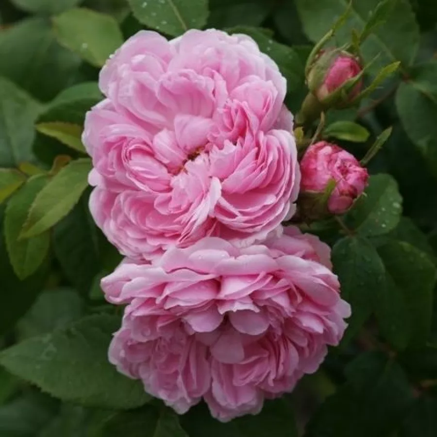 Roz - Trandafiri - Jacques Cartier - Trandafiri online