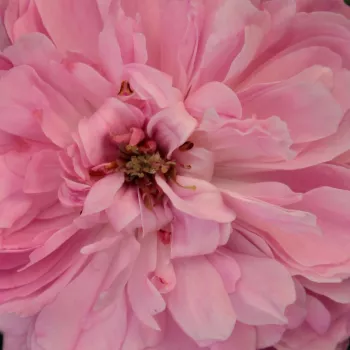 Online rózsa kertészet - történelmi - perpetual hibrid rózsa - rózsaszín - intenzív illatú rózsa - ibolya aromájú - Jacques Cartier - (90-150 cm)