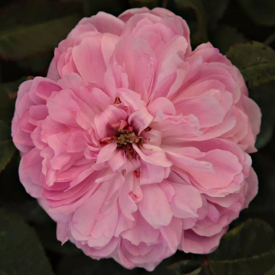 Różowy - Róża - Jacques Cartier - 