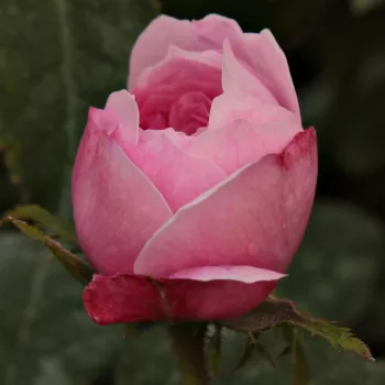 Rosa Jacques Cartier - różowy - róża pienna - Róże pienne - z kwiatami róży angielskiej