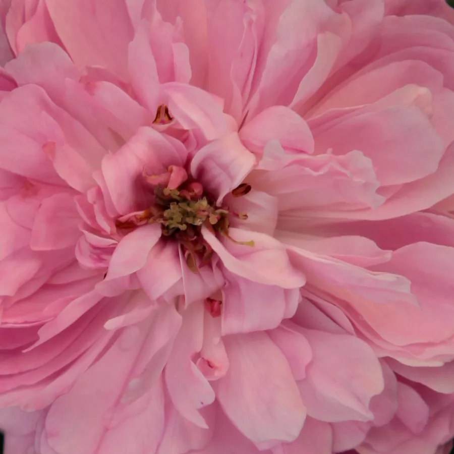 Magányos - Rózsa - Jacques Cartier - Kertészeti webáruház