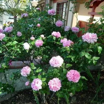 Halványrózsaszín - történelmi - perpetual hibrid rózsa   (90-150 cm)