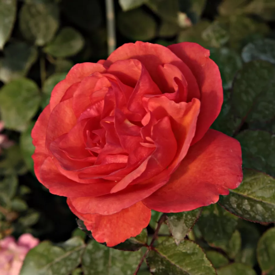 Mini - pritlikave vrtnice - Roza - Jaipur™ - Na spletni nakup vrtnice