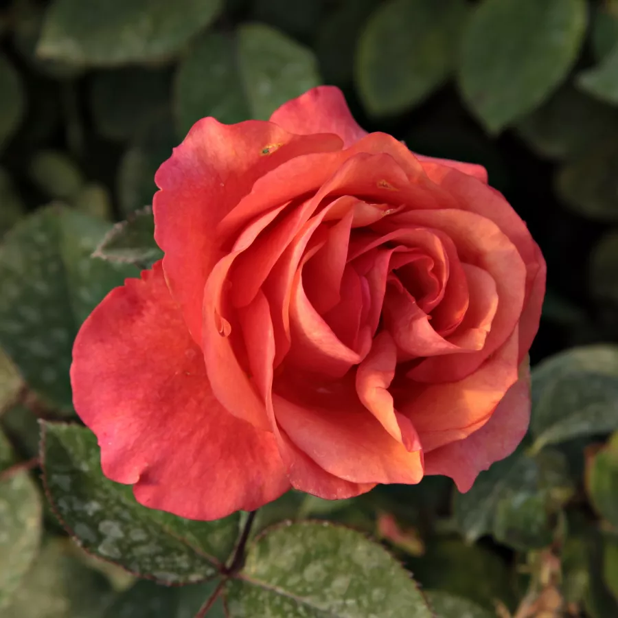 Arancia - Rosa - Jaipur™ - Produzione e vendita on line di rose da giardino
